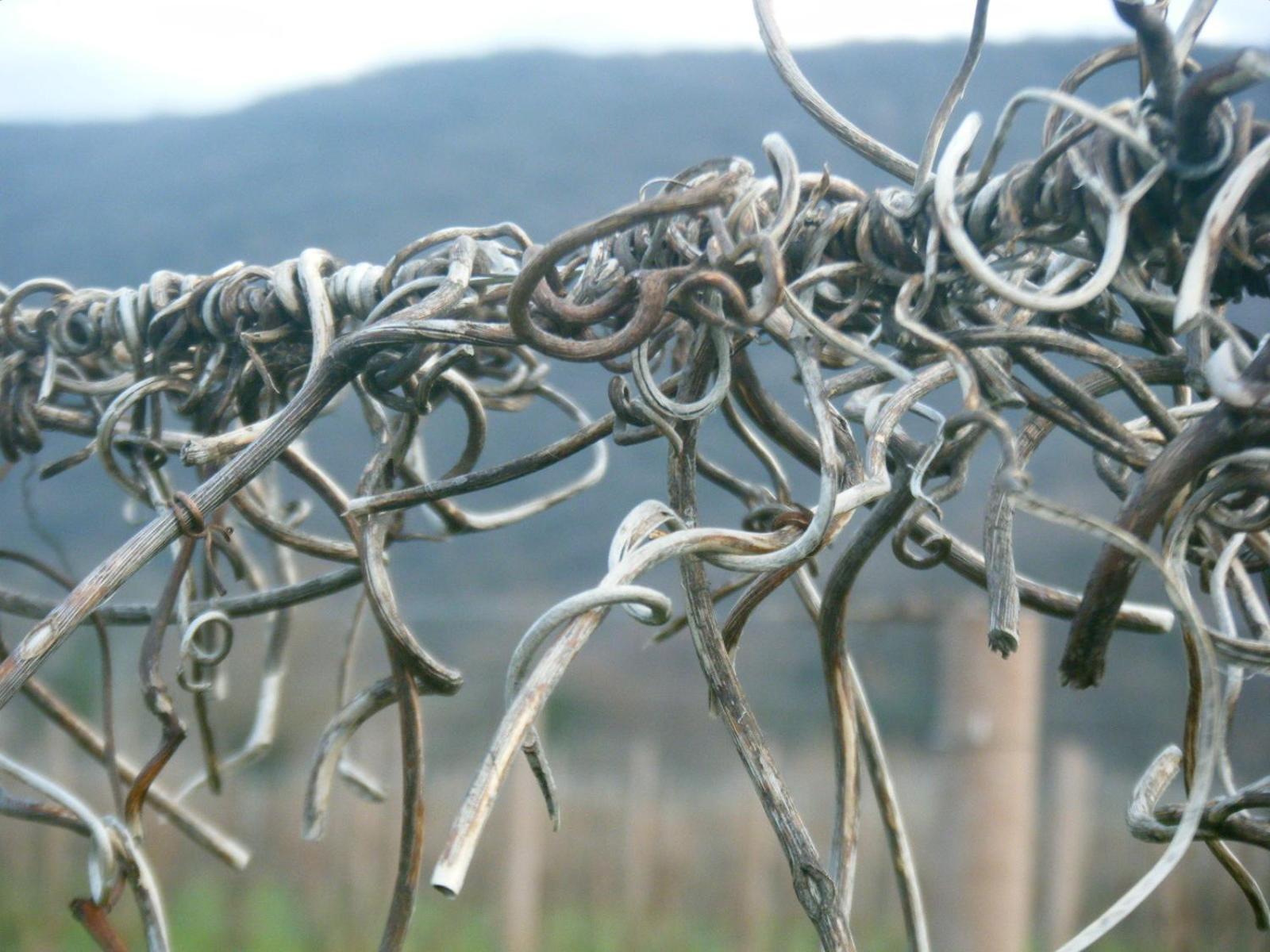 Agriturismo Grillo Iole Winery Prepotto  Екстер'єр фото